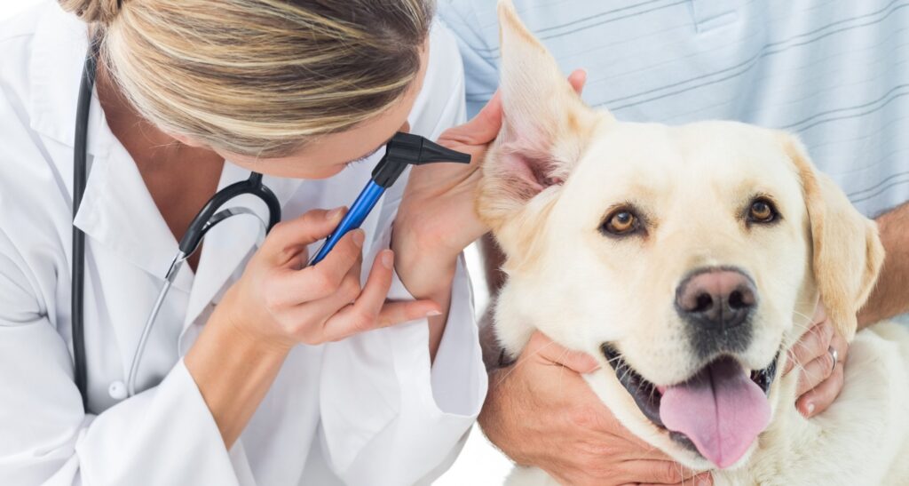 منظمة جنباً الى جنب